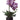 Purple Orchid in Black Pot