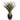 Agave Plant in Black Pot