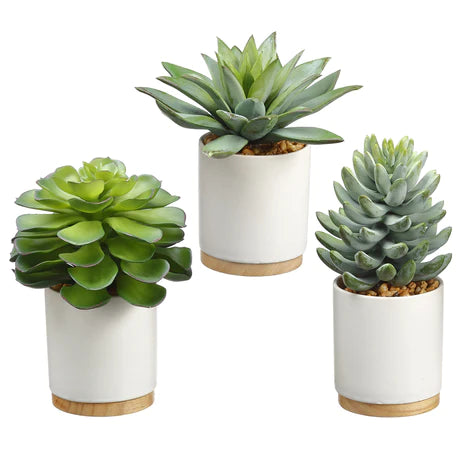 single succulent plants Small Single Succulent in White Container