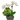 Tropical Orchid in Grey Vessel