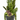 Tall Succulent in Black Pot