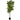 Fiddle Leaf Fig tree
