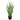 Green Snake Plant