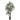 Yucca Silk Tree